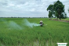thumbs_1_MICROBEBIO-5-30-NGAY11