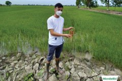 thumbs_1_MICROBEBIO-5-30-NGAY13