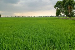 thumbs_1_MICROBEBIO-FIELD-1
