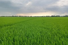 thumbs_1_MICROBEBIO-FIELD-2