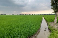 thumbs_1_MICROBEBIO-FIELD-3