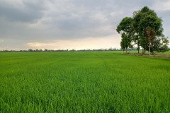 thumbs_1_MICROBEBIO-FIELD-4