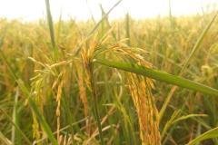 thumbs_1_MICROBEBIO-FIELD-IMAGE102