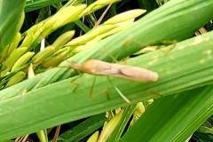 thumbs_1_MICROBEBIO-FIELD-IMAGE108