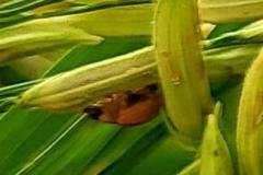 thumbs_1_MICROBEBIO-FIELD-IMAGE109
