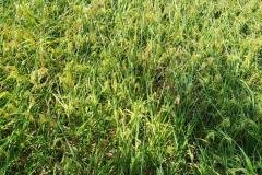 thumbs_1_MICROBEBIO-FIELD-IMAGE112