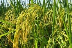 thumbs_1_MICROBEBIO-FIELD-IMAGE113