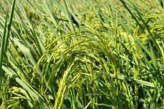 thumbs_1_MICROBEBIO-FIELD-IMAGE118