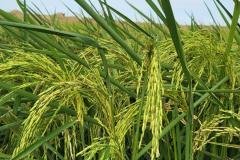 thumbs_1_MICROBEBIO-FIELD-IMAGE119
