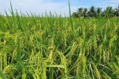thumbs_1_MICROBEBIO-FIELD-IMAGE122