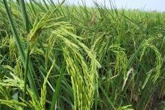 thumbs_1_MICROBEBIO-FIELD-IMAGE127