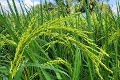 thumbs_1_MICROBEBIO-FIELD-IMAGE138