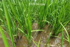 thumbs_1_MICROBEBIO-FIELD-IMAGE139