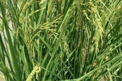 thumbs_1_MICROBEBIO-FIELD-IMAGE149