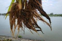 thumbs_1_MICROBEBIO-FIELD-IMAGE15