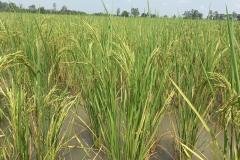 thumbs_1_MICROBEBIO-FIELD-IMAGE151