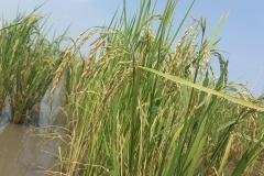 thumbs_1_MICROBEBIO-FIELD-IMAGE159