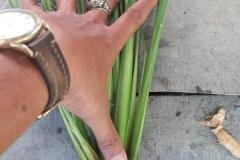 thumbs_1_MICROBEBIO-FIELD-IMAGE163