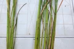 thumbs_1_MICROBEBIO-FIELD-IMAGE17