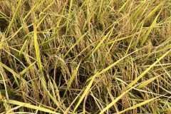 thumbs_1_MICROBEBIO-FIELD-IMAGE175