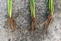 thumbs_1_MICROBEBIO-FIELD-IMAGE179
