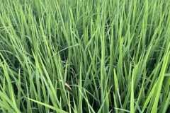 thumbs_1_MICROBEBIO-FIELD-IMAGE180