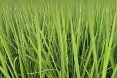 thumbs_1_MICROBEBIO-FIELD-IMAGE182