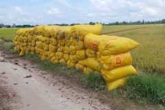 thumbs_1_MICROBEBIO-FIELD-IMAGE183