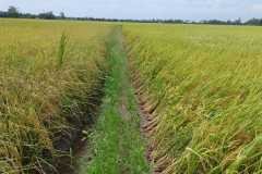 thumbs_1_MICROBEBIO-FIELD-IMAGE187