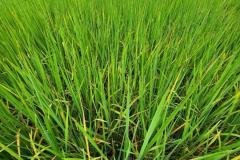 thumbs_1_MICROBEBIO-FIELD-IMAGE19