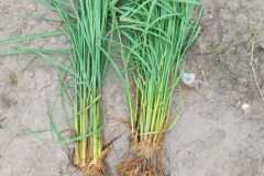 thumbs_1_MICROBEBIO-FIELD-IMAGE197