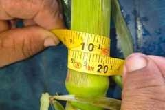 thumbs_1_MICROBEBIO-FIELD-IMAGE198