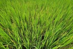thumbs_1_MICROBEBIO-FIELD-IMAGE20