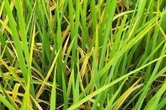 thumbs_1_MICROBEBIO-FIELD-IMAGE21