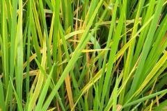 thumbs_1_MICROBEBIO-FIELD-IMAGE22