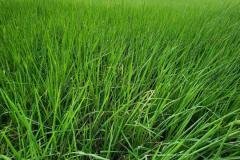 thumbs_1_MICROBEBIO-FIELD-IMAGE24