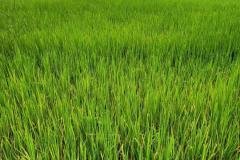 thumbs_1_MICROBEBIO-FIELD-IMAGE30