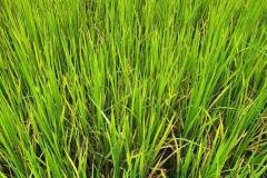 thumbs_1_MICROBEBIO-FIELD-IMAGE32