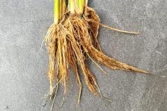 thumbs_1_MICROBEBIO-FIELD-IMAGE33