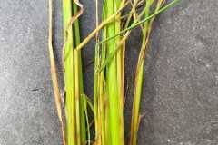 thumbs_1_MICROBEBIO-FIELD-IMAGE34