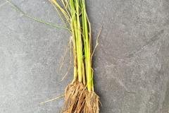 thumbs_1_MICROBEBIO-FIELD-IMAGE36