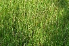 thumbs_1_MICROBEBIO-FIELD-IMAGE37