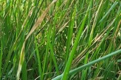 thumbs_1_MICROBEBIO-FIELD-IMAGE39