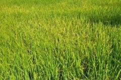 thumbs_1_MICROBEBIO-FIELD-IMAGE41