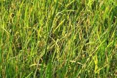 thumbs_1_MICROBEBIO-FIELD-IMAGE42