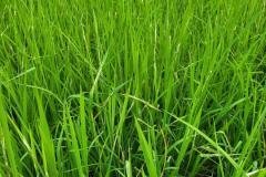 thumbs_1_MICROBEBIO-FIELD-IMAGE44