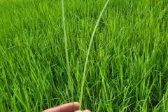 thumbs_1_MICROBEBIO-FIELD-IMAGE46