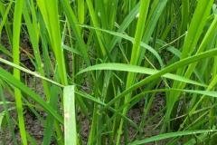thumbs_1_MICROBEBIO-FIELD-IMAGE48