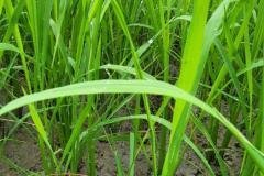 thumbs_1_MICROBEBIO-FIELD-IMAGE49