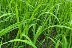 thumbs_1_MICROBEBIO-FIELD-IMAGE50